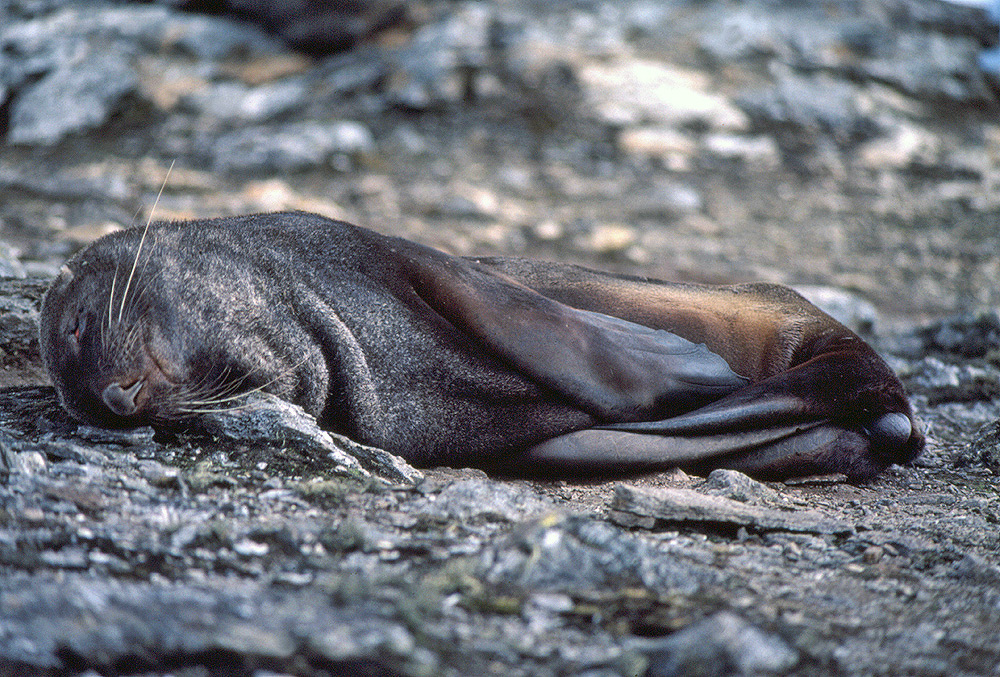 Southern fur seals, Arctocephalus gazella Antarctic fur seal